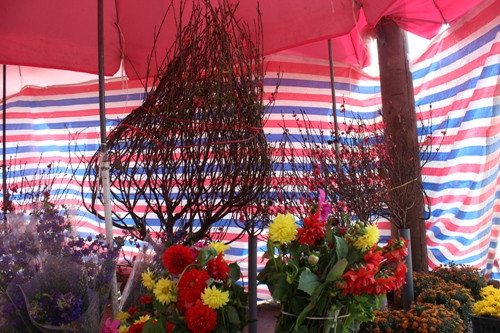 Rực rỡ sắc xuân sớm ở chợ hoa Quảng Bá