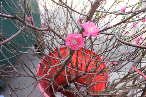 Rực rỡ sắc xuân sớm ở chợ hoa Quảng Bá