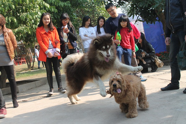 Đua nhau đưa chó đi thi tài năng ở Hà Nội