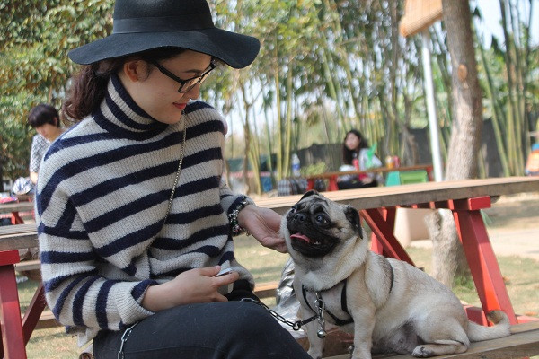 Đua nhau đưa chó đi thi tài năng ở Hà Nội