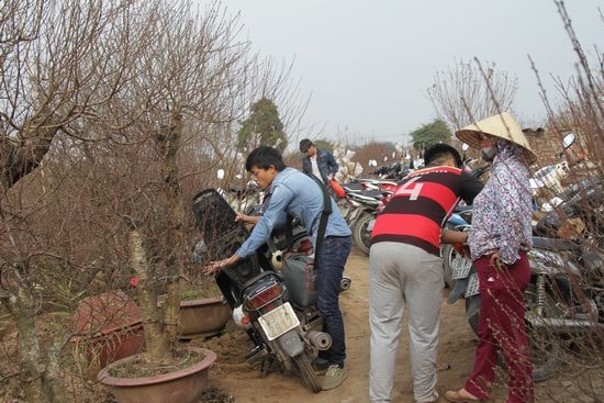 Quá tải ở vườn đào Nhật Tân