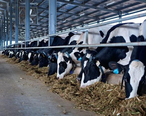 Năm 2014: Vinamilk thu mua sữa tăng mạnh về sản lượng và giá trị