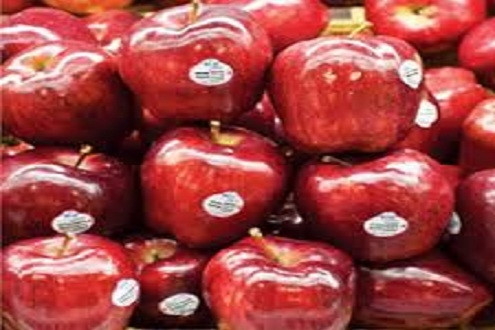 Vi khuẩn Listeriosis monocytogenes trong táo Mỹ nhập khẩu có thể gây nhiễm trùng máu