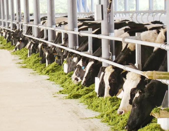 Sữa tươi Vinamilk 100% đứng đầu thị trường Việt Nam 
