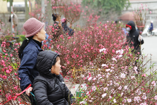Hà Nội: Mở 49 chợ hoa xuân phục vụ Tết Nguyên Đán