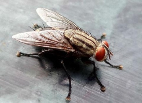 Vụ “con ruồi giá 500 triệu trong chai nước Number One”: Tân Hiệp Phát “đánh úp”