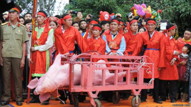 GS.TS Đặng Nguyên Anh: Lễ hội chém lợn - “Không thể dùng bạo lực đối với một con vật để lấy may”