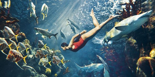 Nữ ca sỹ nhạc Pop lừng danh Rihanna táo bạo chụp ảnh với cá mập