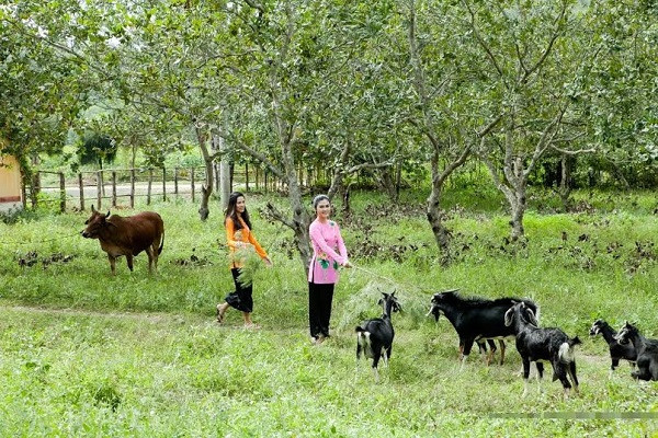 Nghề nuôi dê ở Phú Yên