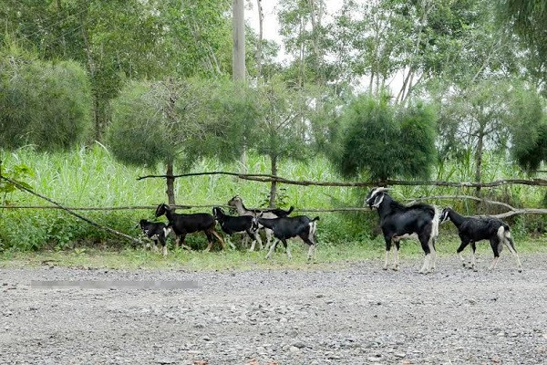 Nghề nuôi dê ở Phú Yên