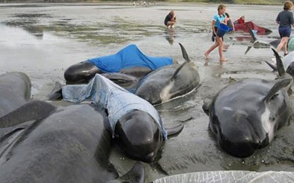 24 trên 200 con cá voi đã chết khi mắc cạn trên bãi biển New Zealand