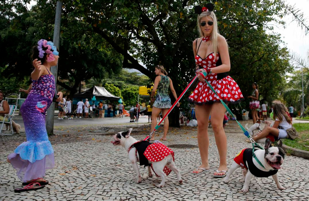 Brazil: Carnival dành cho cún cưng