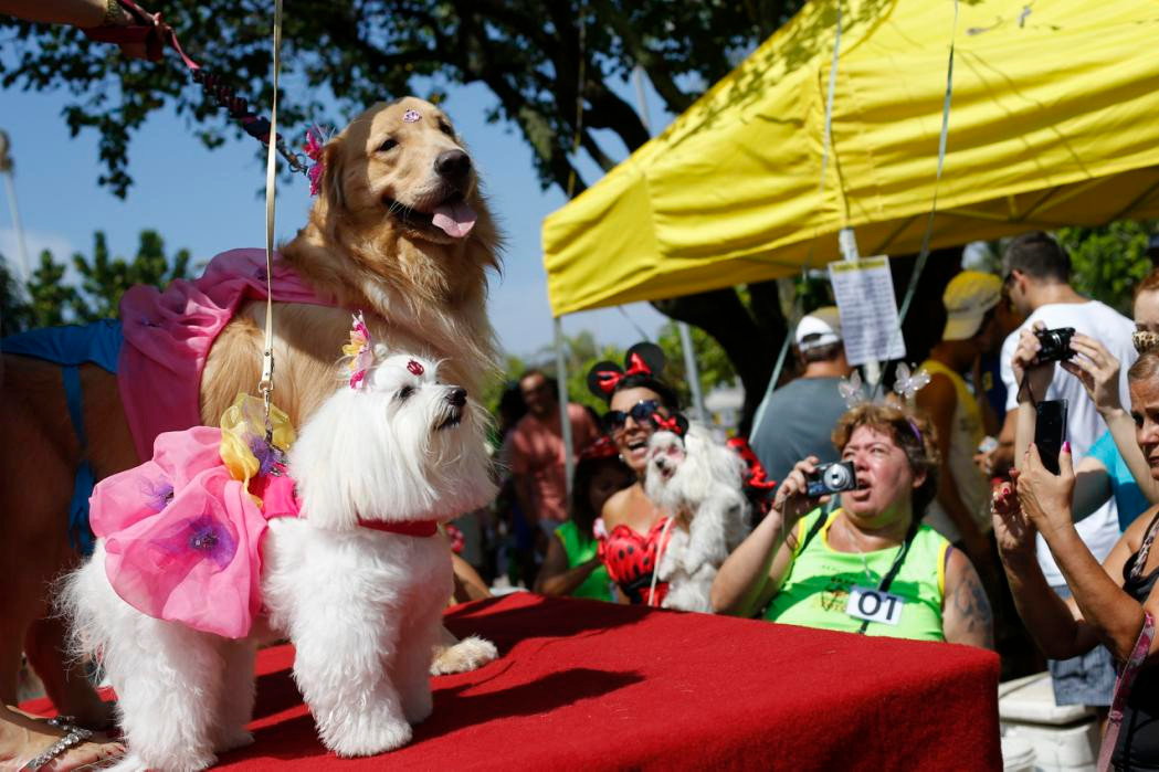 Brazil: Carnival dành cho cún cưng