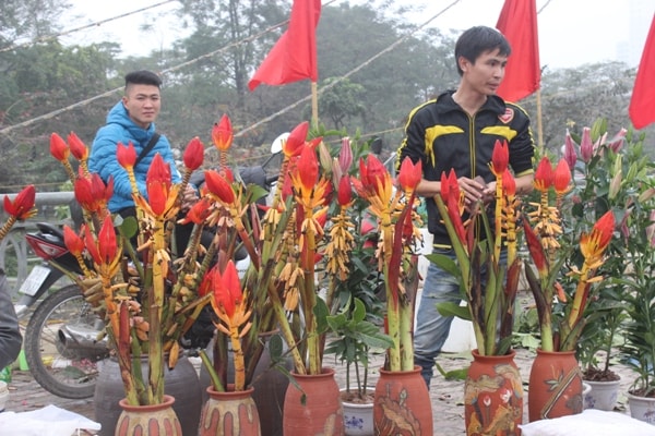 Độc đáo thú chơi hoa chuối ngày Tết