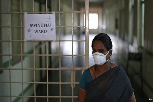 Ấn Độ đối mặt với đợt dịch cúm lợn mới cực kỳ nghiêm trọng