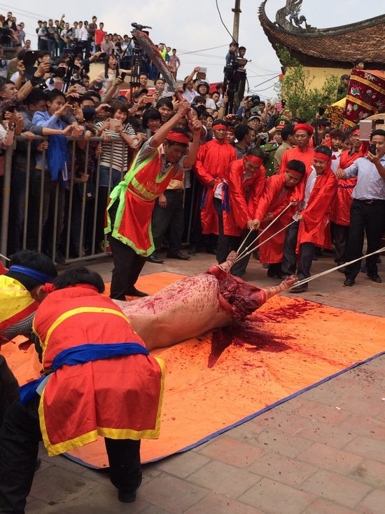 Cận cảnh lễ hội chém lợn ở Bắc Ninh