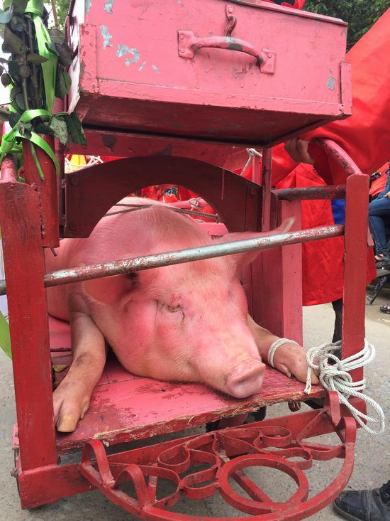 Cận cảnh lễ hội chém lợn ở Bắc Ninh