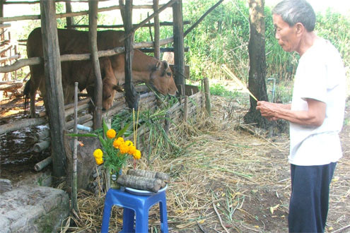  “Tết bò” ở vùng nông thôn Phú Yên