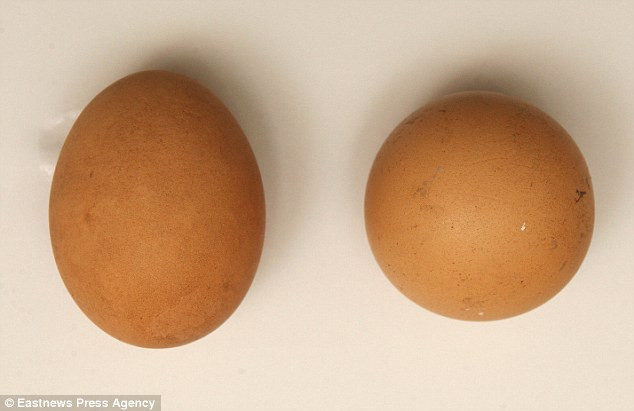 Quả trứng gà “tỷ quả một con”(bên phải) khác biệt hoàn toàn với quả trứng bình thường (bên trái)