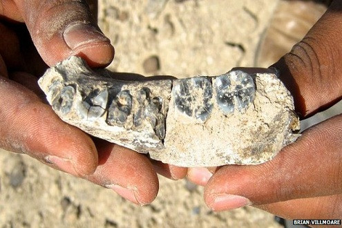 Phát hiện xương hàm hóa thạch niên đại 2,8 triệu năm