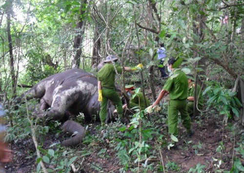 Phục vụ khách du lịch quá sức, chú voi đực gục chết bên rừng
