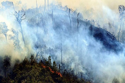 Sa Pa: Nhiều khu rừng ở mức báo động cháy cực kỳ nguy hiểm