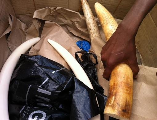 Vận chuyển trái phép 43,5kg ngà voi châu Phi trong hành lý