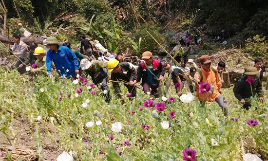 Lai Châu: Nhổ bỏ hơn 10 ha cây thuốc phiện