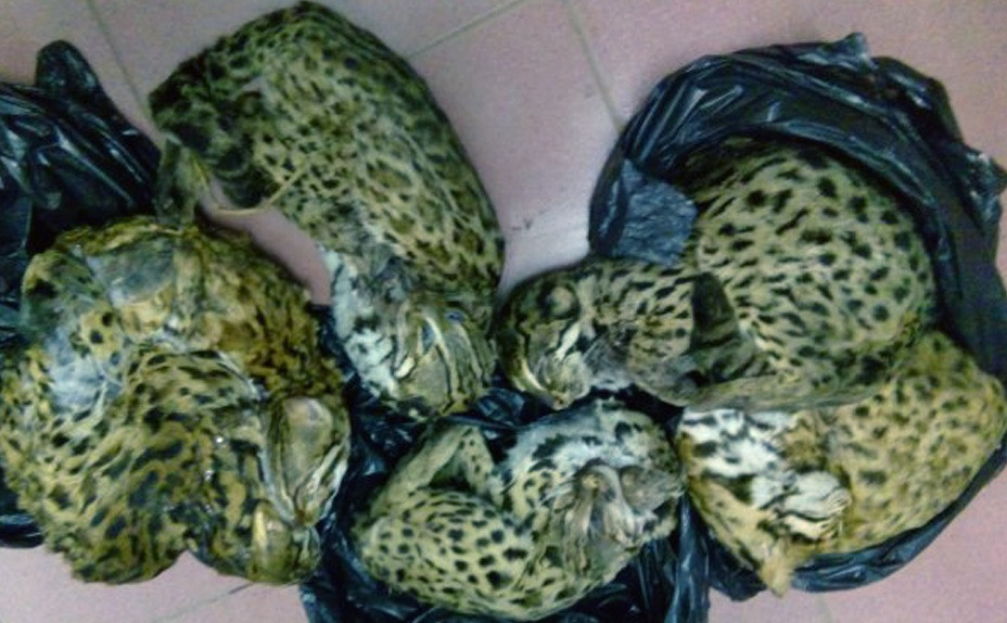 Nghệ An: Tịch thu 6 cá thể mèo rừng quý hiếm