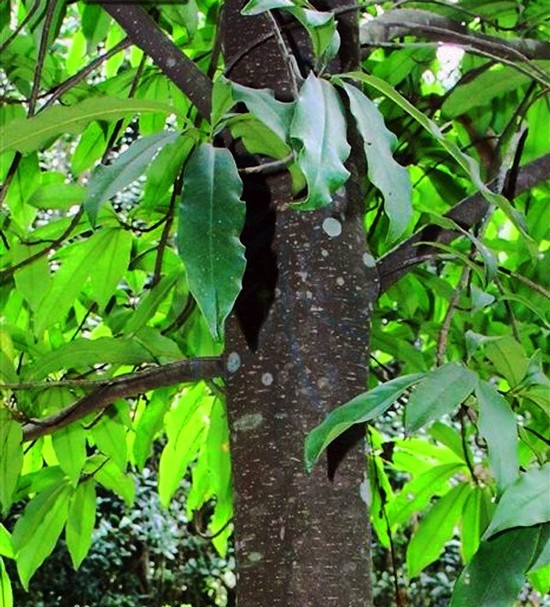 Cây gỗ sẽ trồng thay thế 6.700 cây xanh ở Hà Nội có điều gì đặc biệt?