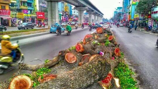 Chặt hạ cây xanh ở Hà Nội: Người dân không tin vào trình độ quy hoạch đô thị?