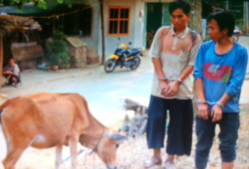 Thanh Hóa: Liên tiếp bắt giữ các đối tượng trộm cắp bò