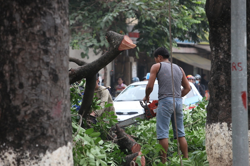 Chặt hạ cây xanh ở Hà Nội: Mập mờ cả cây chặt lẫn cây trồng