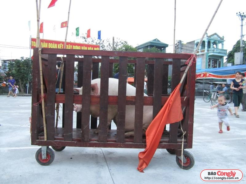 Ghi chép tại lễ hội chém lợn Đình Thạch Cầu Bây, Hà Nội