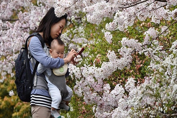 Ngắm mùa hoa Anh đào nở rộ