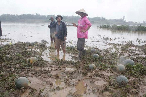 Chung tay mua dưa hấu giúp người dân Quảng Nam