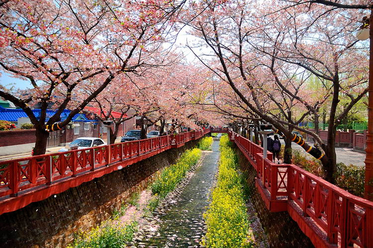 Jinhae- xứ hoa anh đào nổi tiếng nhất Hàn Quốc