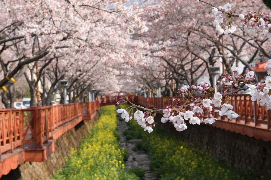 Jinhae- xứ hoa anh đào nổi tiếng nhất Hàn Quốc