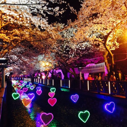 Jinhae- xứ hoa anh đào nổi tiếng nhất Hàn Quốc