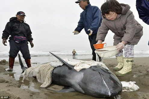 Nhật Bản lo ngại siêu động đất do hàng loạt cá heo mắc cạn
