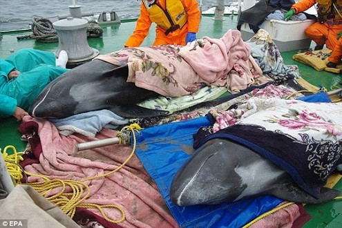 Nhật Bản lo ngại siêu động đất do hàng loạt cá heo mắc cạn