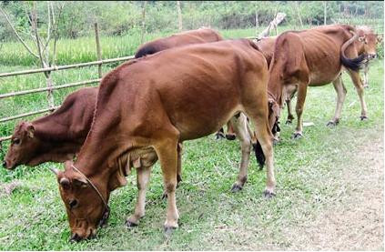 Hà Tĩnh: Xuất hiện ổ dịch lở mồm long móng trên đàn gia súc