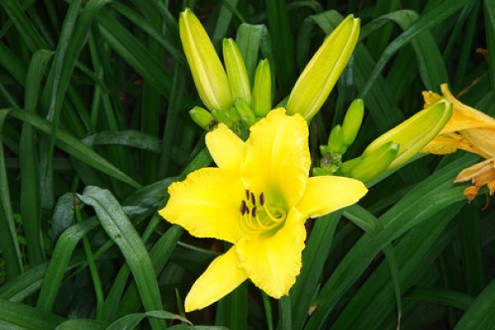 Hoa Bách hợp – Loài hoa của tháng Tư