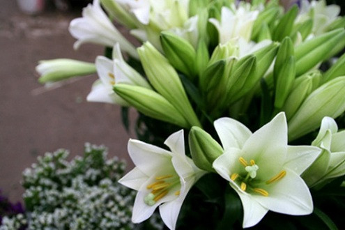 Hoa Bách hợp – Loài hoa của tháng Tư