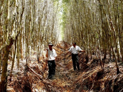 Cà Mau: Nhiều diện tích rừng đặt cấp báo cháy cực kỳ nguy hiểm