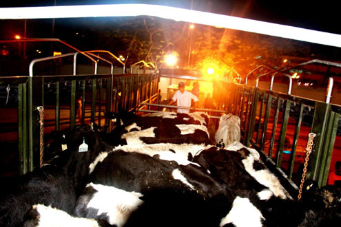 Vinamilk tiếp tục nhập bò sữa cao sản từ Úc về Việt Nam 