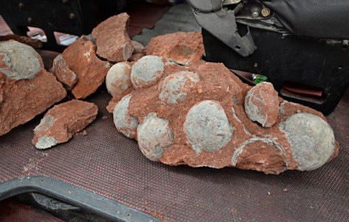 Phát hiện 43 quả trứng khủng long hóa thạch tại Trung Quốc 