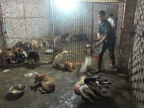 Hé lộ những cung đường tuồn chó “lậu” từ Thái Lan về Việt Nam