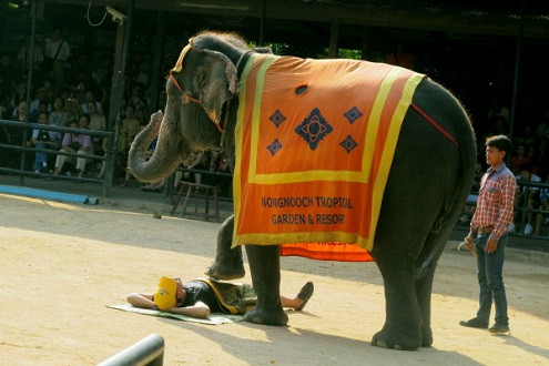 Đến Thái Lan trải nghiệm cảm giác mát xa, thư giãn từ những chú voi khổng lồ