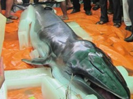 Thanh Hóa: Phát hiện xác cá voi nặng nửa tấn trôi dạt vào bờ